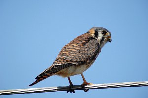 Hawk, American Kestrel, 2010-01156335 Okeeheelee Nataure Center, FL